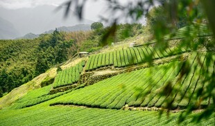 翠绿梯田 山间田园美景