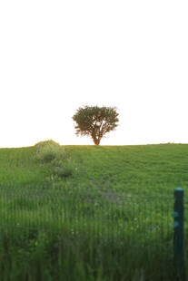 草原孤树美景