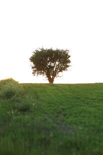 草原上的孤树