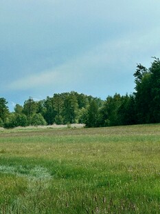 广袤绿野与远处葱郁树林