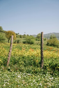 田野间的野花与木桩景观