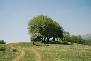 草原上的绿树与蜿蜒小径