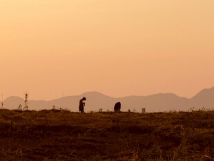 夕阳下的田野与人物剪影
