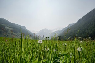 山间绿野中的清新蒲公英