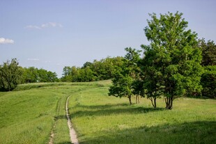 绿野林间小径 自然美景