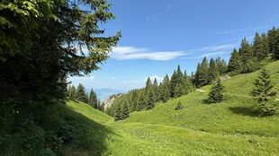 山间绿野 葱郁林木美景
