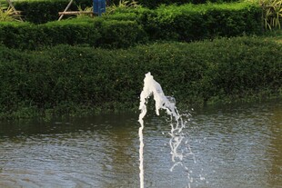 池塘中喷泉喷水景观