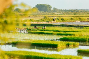 田园水乡风光美景