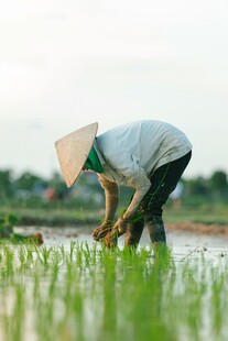 稻田里劳作的传统农人