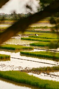 田园风光中的层层翠绿稻田