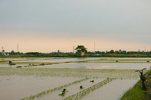 水田风光 农人劳作景象