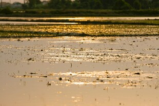 夕阳下的静谧水域景观