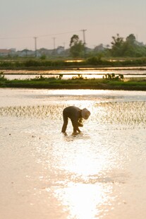 夕阳下稻田里劳作的身影