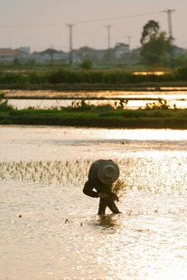 水田插秧的辛勤劳动者