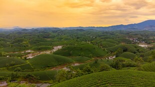 山间茶园美景