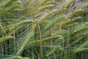 成熟麦田里的饱满麦穗