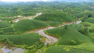 绿意盎然的蜿蜒田园风光