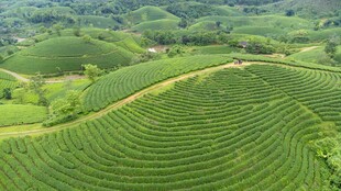 翠绿梯田 山间田园美景