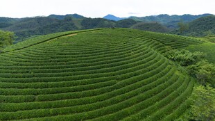 翠绿茶山梯田风光