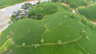 航拍翠绿梯田与蜿蜒小河