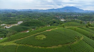翠绿茶园 远山如黛美景