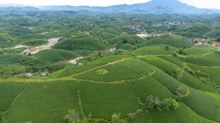 翠绿梯田风光 自然美景