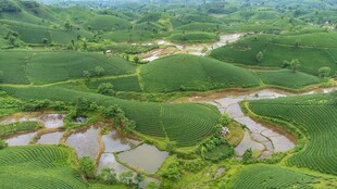 田园风光中的蜿蜒水田