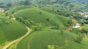 航拍翠绿连绵的茶山风光