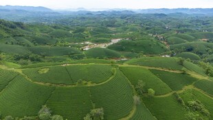 航拍绿色梯田田园风光