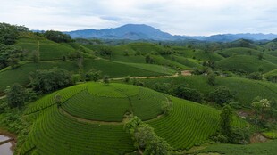 翠绿梯田 山间田园美景