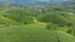 翠绿茶山风光