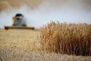 麦田中的联合 割机作业