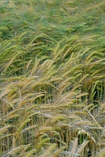 风吹麦浪 展现田园之美