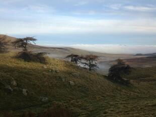 山间远景 草地与树木景观