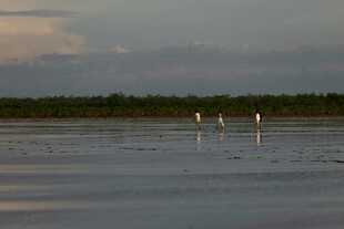 黄昏湖畔的优雅飞鸟