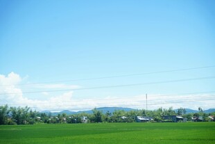 田园风光 绿意盎然的田野