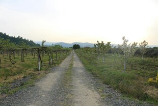 乡间土路 田园风光初现