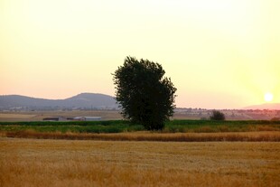 夕阳下的麦田孤树