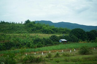 乡村绿野间的宁静景致