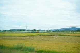 金黄稻田与远处青山风景