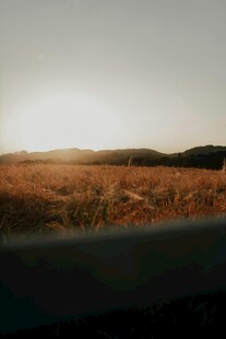 旷野夕阳下的金黄草地