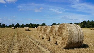 田野上的垛垛金黄干草