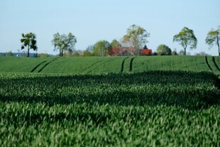 田园风光中的翠绿农田
