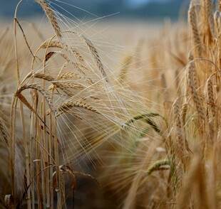 金黄麦田中的成熟麦穗
