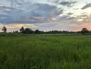 夕阳下的广袤绿色稻田
