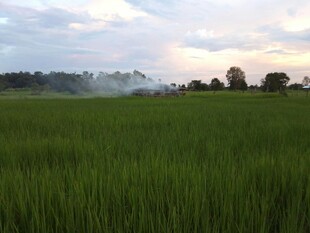 夕阳下的绿色稻田美景