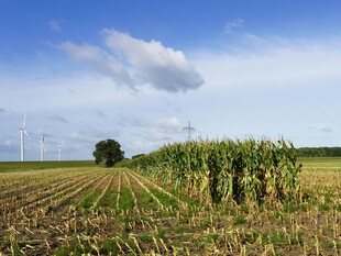 田野中的玉米地与风车