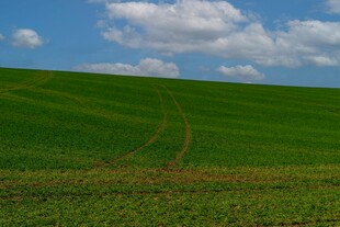 广袤绿野 蓝天白云相伴
