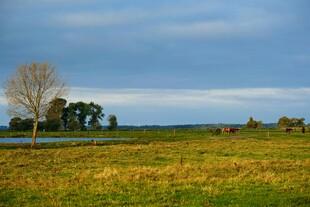 草原湖畔孤树风景图