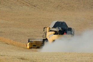 麦田里的联合 割机作业